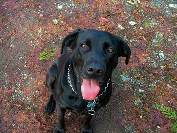 High angle portrait of black dog