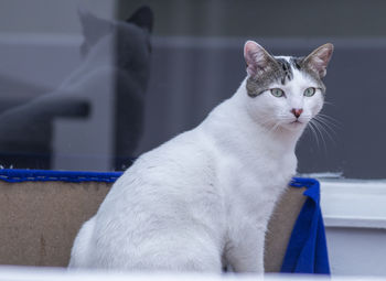 Close-up portrait of a cat