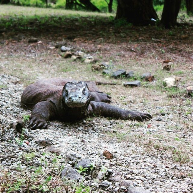 animal themes, animals in the wild, wildlife, forest, one animal, relaxation, grass, nature, field, reptile, zoo, two animals, outdoors, tree, day, rock - object, resting, no people, animal family