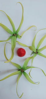 Close-up of strawberry over white background