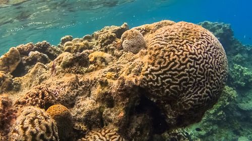 Close-up of coral in sea