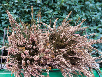 Close-up of butterfly on plant