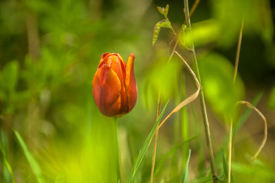 Close-up of red flowering plant on land