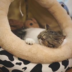 Cat sleeping on bed at home