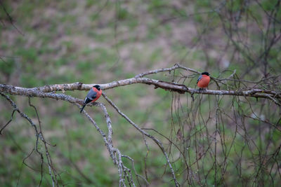 Birds perching on branch