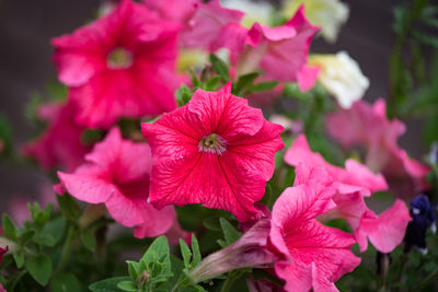 Close-up of pink cosmos blooming outdoors