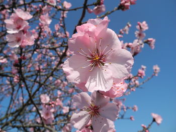 Cherry blossoms in spring