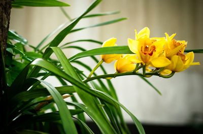 Close-up of yellow flowers blooming outdoors