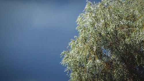 Low angle view of trees against sky