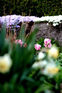 Close-up of pink flowers
