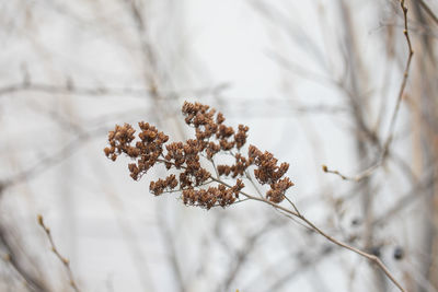 Close-up of snow on plant