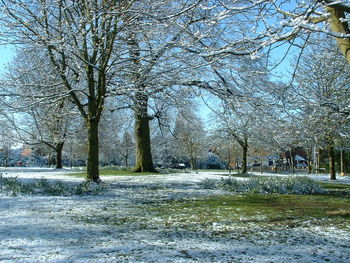 Bare trees on snow covered landscape