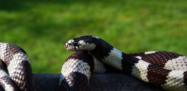 Close-up of snake