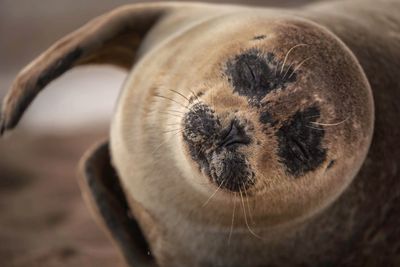 Close-up of sleeping seal
