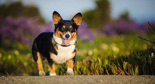 Pembroke welsh corgi walking on footpath against field