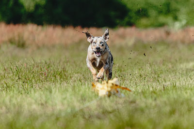 Dog running in