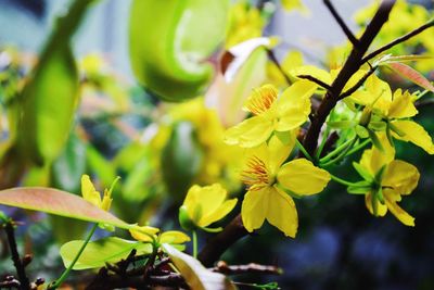 Close-up of yellow flowers