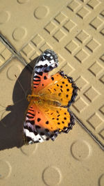 High angle view of butterfly