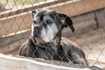 Close-up of dog looking through chainlink fence