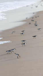 High angle view of sandpiper on beach