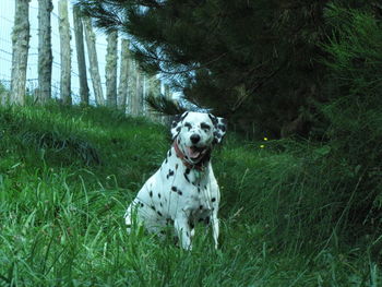 Dog sitting in a field