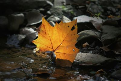 Close-up of autumnal leaves