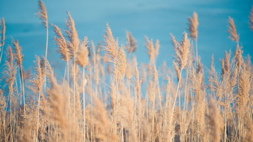 Close-up of wheat growing on field against sky