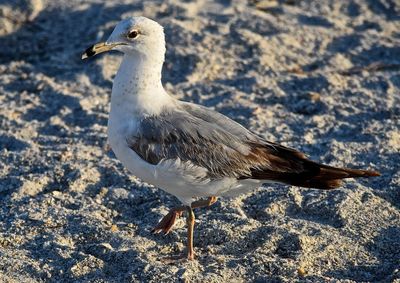 Close-up of common gull on sand at beach