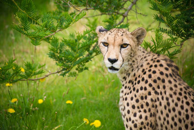 Portrait of cheetah