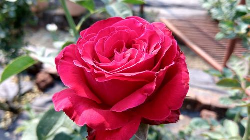 Close-up of pink rose