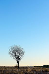 Single tree against clear sky