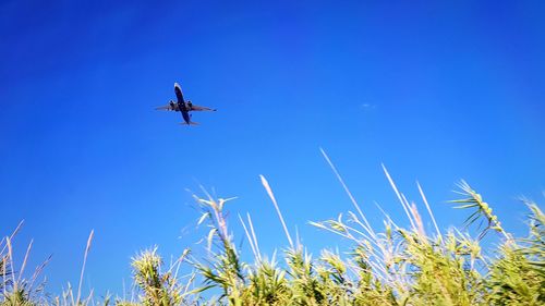 Low angle view of airplane flying against clear blue sky