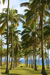 Scenic view of palm trees against sky