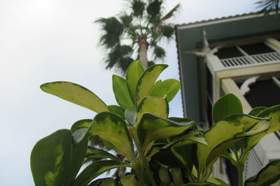 Close-up of fresh green plant against sky