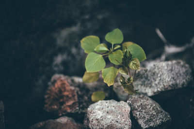 Close-up of plant growing on rock