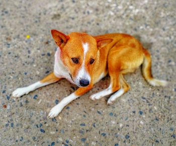 High angle portrait of dog lying on land