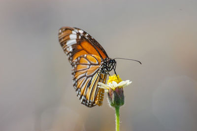 Close-up of butterfly pollinating on flower