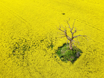 Lone tree in yellow fiel