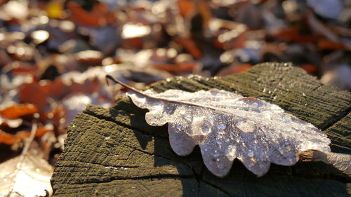 Close-up of leaf