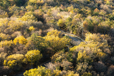 High angle view of trees in forest