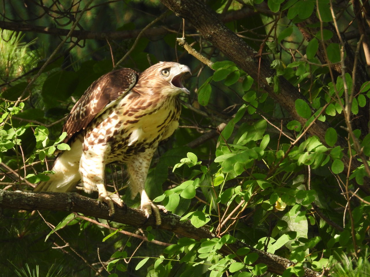 BIRD PERCHING ON A BRANCH