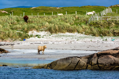 View of a horse in the water