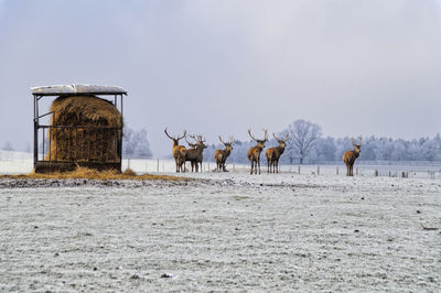 Deers on a field