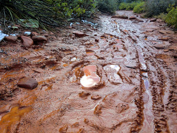 High angle view of muddy walkway by plants