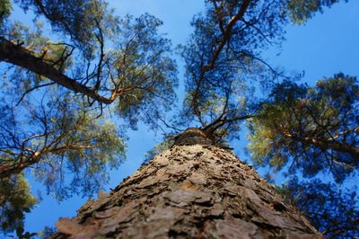 Low angle view of trees against sky