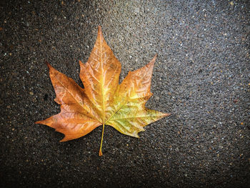 High angle view of maple leaf on road