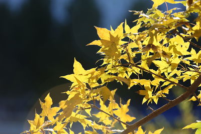 Close-up of yellow flowering plant