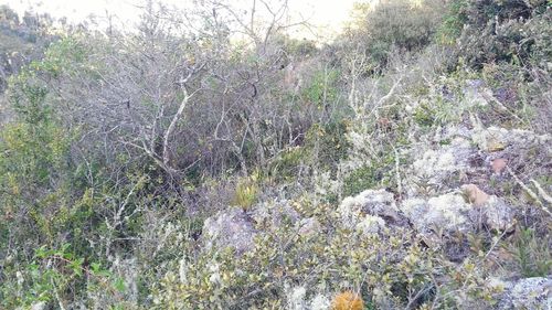 Low angle view of plants against trees