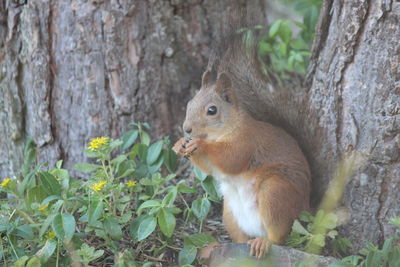 Close-up of squirrel on tree trunk