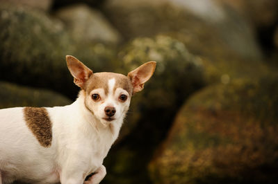 Close-up portrait of chihuahua dog standing in front of rocks